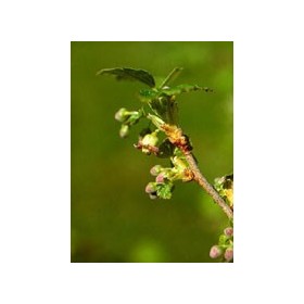 Herboplanet Msa Ribes Nigrum Integratore Antinfiammatorio 50 ml