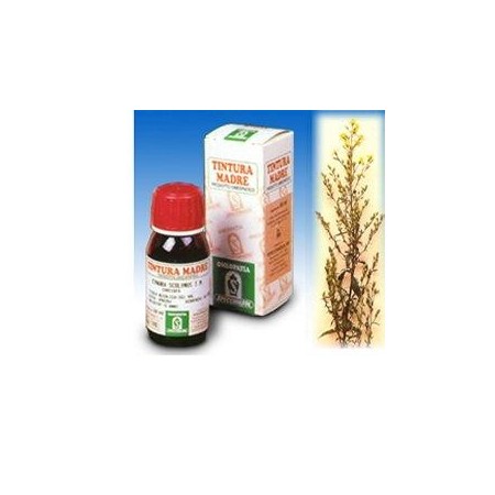 Specchiasol Verga d'Oro 26 Tintura Madre 50 ml