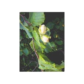 MSA CORYLUS AVELLANA 50ML