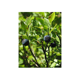 MSA VACCINIUM MYRTIL 50ML